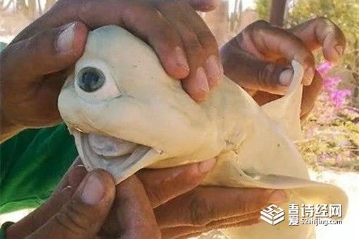 探索日本福岛变异人哪去了福岛核泄漏后变异女人是真的吗图