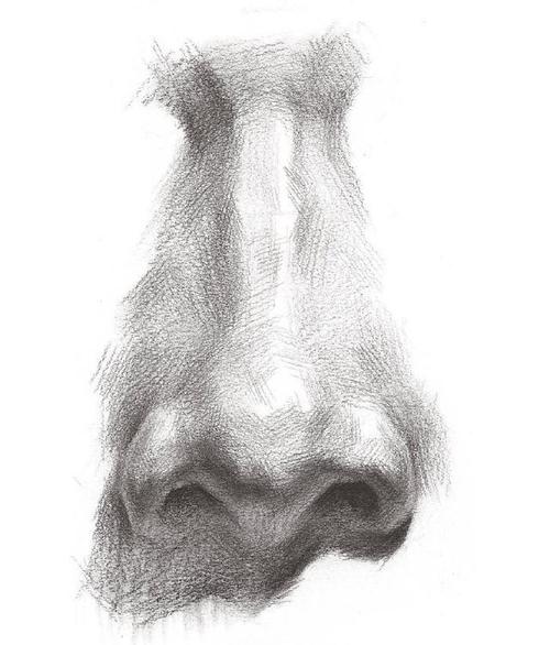 超强干货,从结构来学习素描鼻子的刻画细节