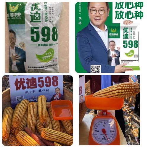 其它 西太本嘎查 丰收种子商店 写美篇 优迪598(8000粒)100元/袋 鸿翔