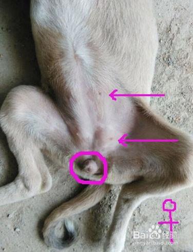 怎样辨别幼犬的性别