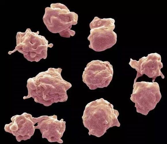 正常人血小板数量大约为100-300×109/l,通常来讲数值稍低并不会过分