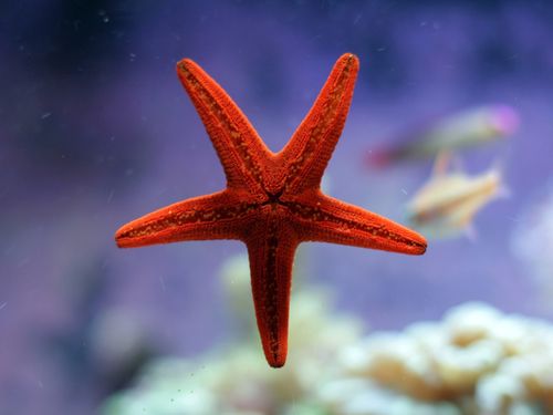 壁纸 红海星 2560x1440 qhd 高清壁纸, 图片, 照片