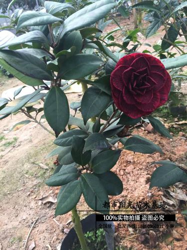 珍稀名贵茶花苗紫叶黑贝拉【黑贝拉】正宗纯色黑贝拉5