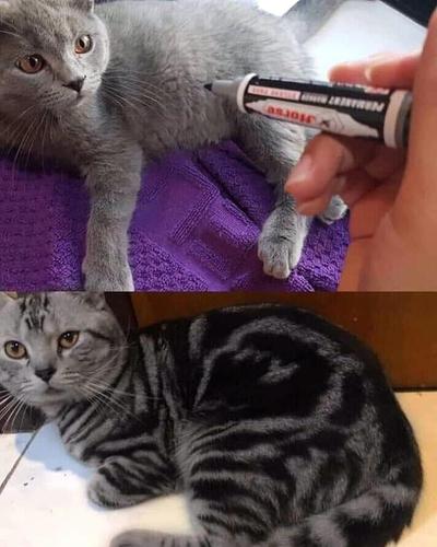 首先,你需要拥有一只英短蓝猫