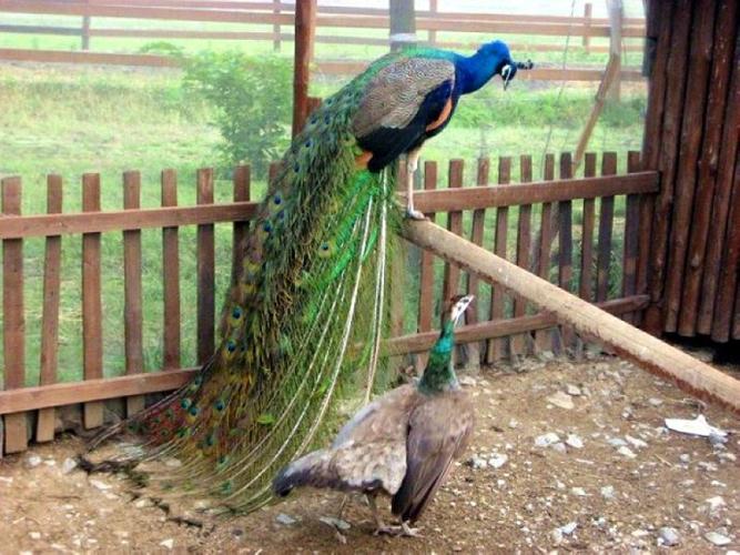 大白天很难看到孔雀  人多阳光吵  孔雀总是窝屋里  不理栏外