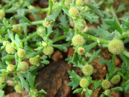 农村最常见的3种野菜,各种炎症的克星,清热止血,补血补气