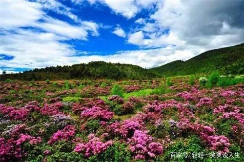 中国十大最美森林之白马雪山高山杜鹃林.山美林更美,去看看