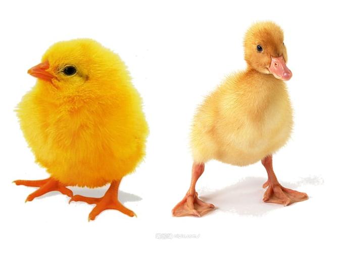 小班综合活动:小鸡和小鸭.ppt