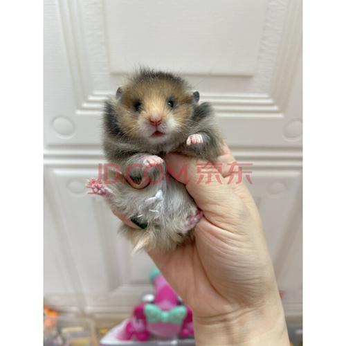 kjhgf可爱稀有金丝鼠宠物长毛金丝熊纯银熊象牙白熊蜜