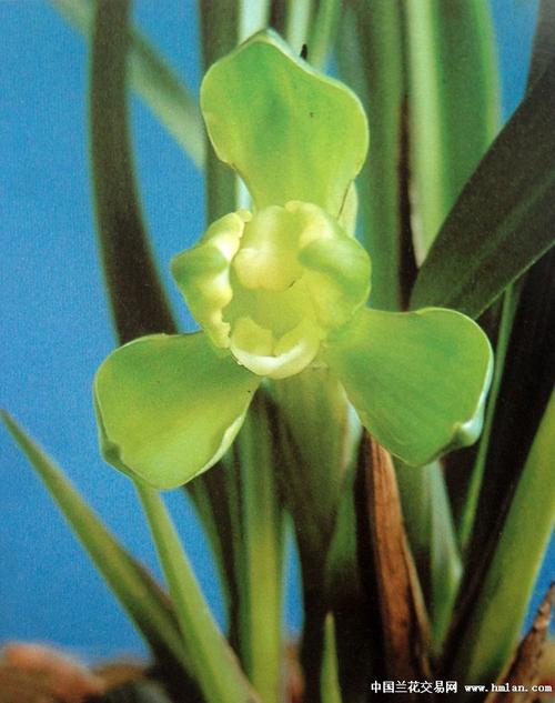 江南雪(带花苞,10苗)