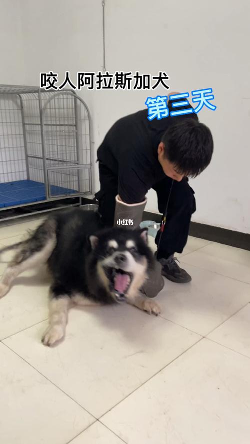 在交一些服从科目,自然就不会咬人了#阿拉斯加  #训犬