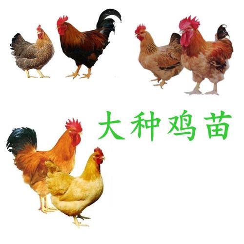 【大种鸡】育种厂家供应大种鸡,全国批发运输包活,大