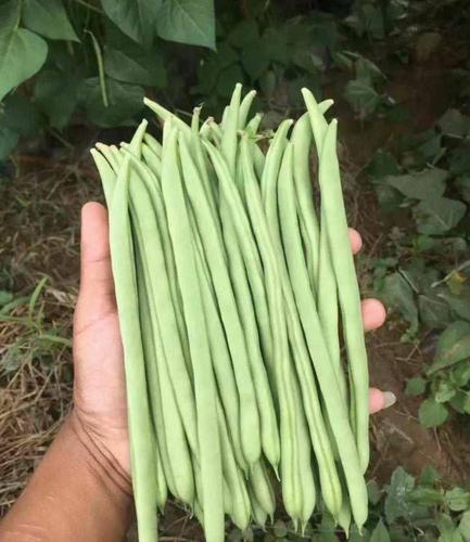 供应大厅  蔬菜 四季豆   商家 身份认证: 经营模式:种植户/种植企业