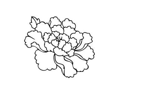 牡丹花简笔画素材牡丹花图片简笔画