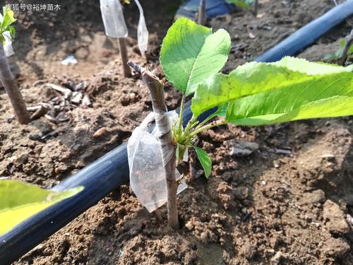大樱桃苗常用嫁接方法及大樱桃苗嫁接时注意事项经验汇总