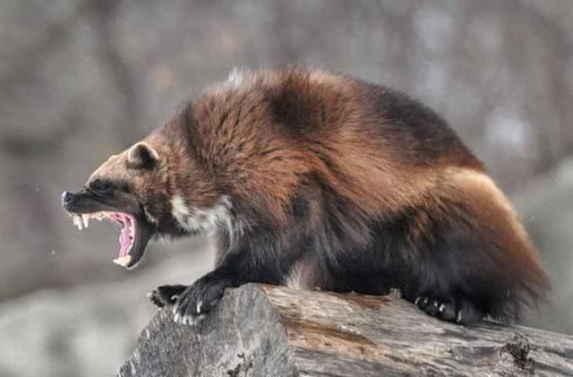 狼狈的"狈"究竟是什么动物,能指挥狼群,自然界真的