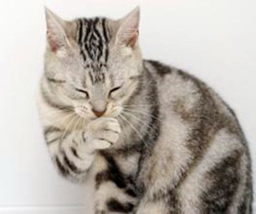 猫咪干呕咳嗽怎么办