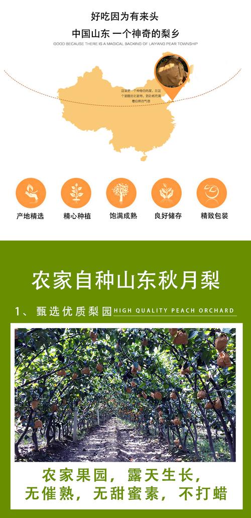 山东正宗秋月梨羊脂香梨子发5斤新鲜水果莱阳冰糖当季整箱原产地45斤