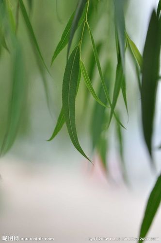 柳叶摄影图_微世界_花草_生物世界_摄影图库_昵图网nipic.com