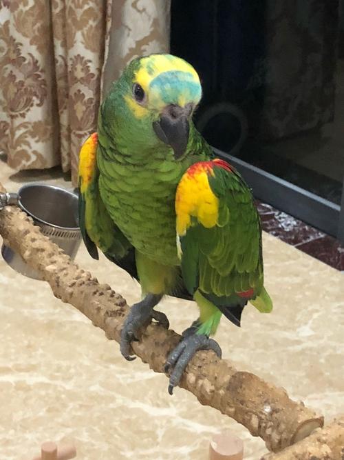 蓝帽亚马逊鹦鹉