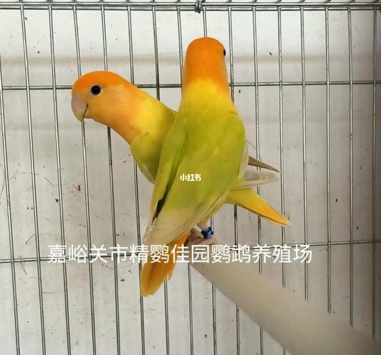 金头澳桂闪(成年)_鹦鹉_牡丹_金头澳桂闪_宠物_宠物