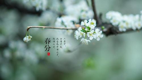 二十四节气之春分光景_节庆电脑壁纸-壁纸族