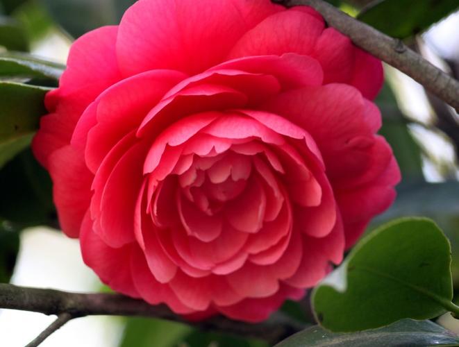 点绛唇(庆江王之武子新居)