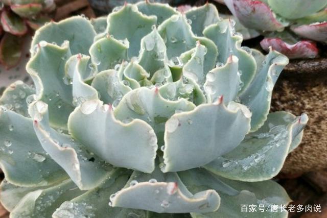 多肉植物海啸肉如其名,养出状态以后颇有几分惊涛拍岸的感觉
