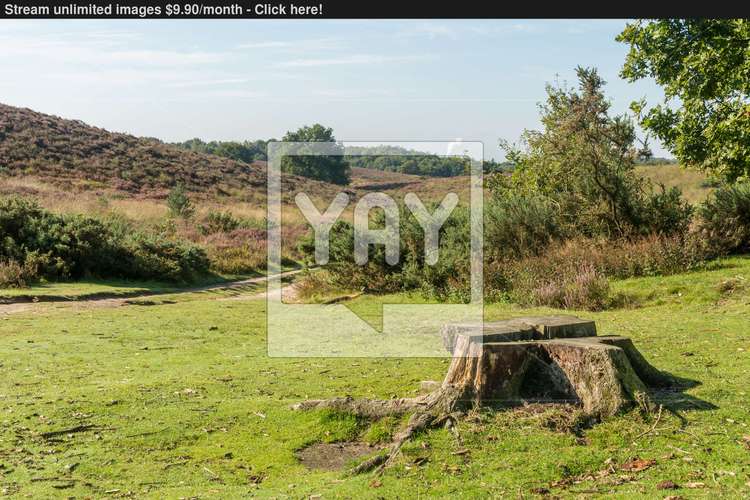 tree stump between hills in heathland