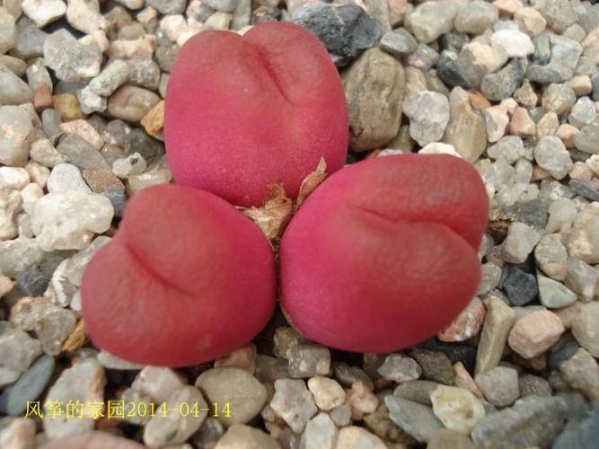 红色毛汉尼conophytum02maughanii02red