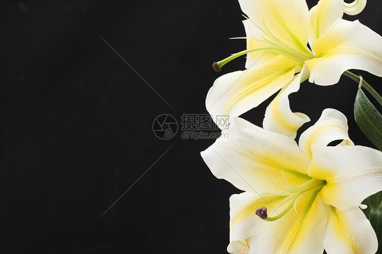 开端头状花序花蕾百合花高清图片下载-正版图片501943238-摄图网