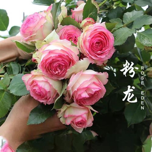 欧月藤本月季粉色龙沙宝石特大苗母本别墅庭院地栽盆栽花卉促销