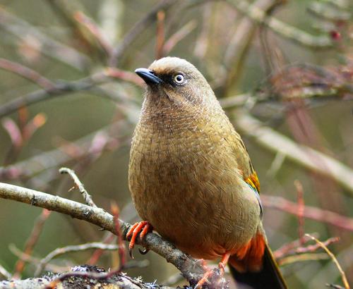 橙翅噪鹛与黑额山噪鹛