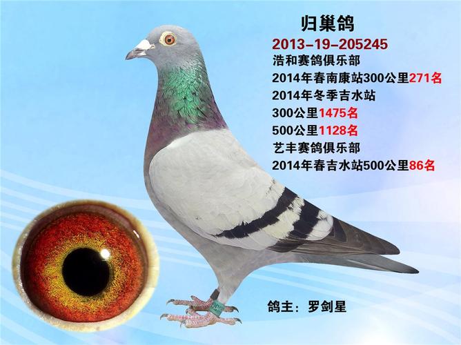 罗剑星归巢鸽已售