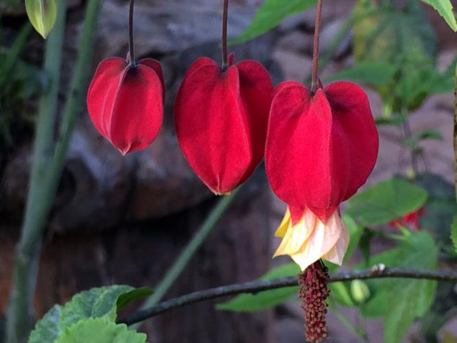 迷你红灯笼——蔓性风铃花 【手机随拍】