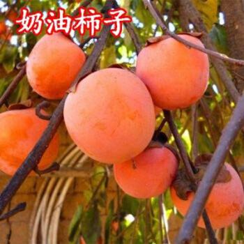 嫁接火晶柿日本脆甜柿南北方庭院种植果树苖当年结果特大黑柿子树吸食