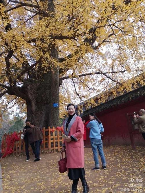 看千年古刹/赏金灿秋色,仅需 59元/ 11月8号周日泰安玉泉寺一日游