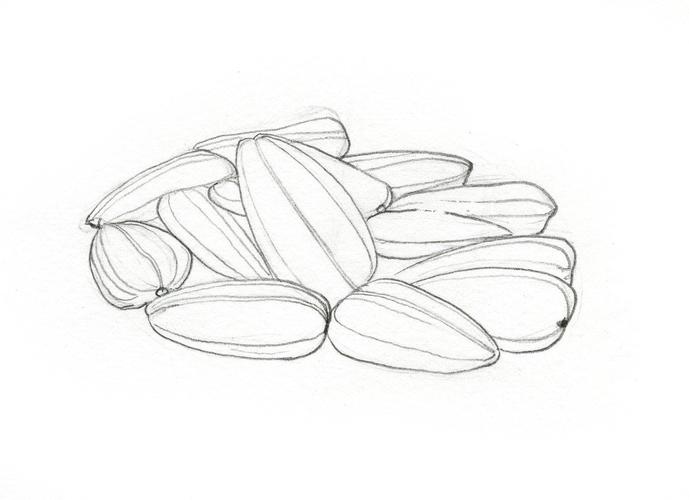 彩铅素描——瓜子