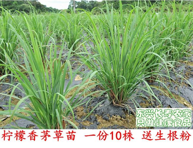香茅草苗带根带泥香茅苗泰国香茅浓郁柠檬味易成活新鲜驱蚊可食用