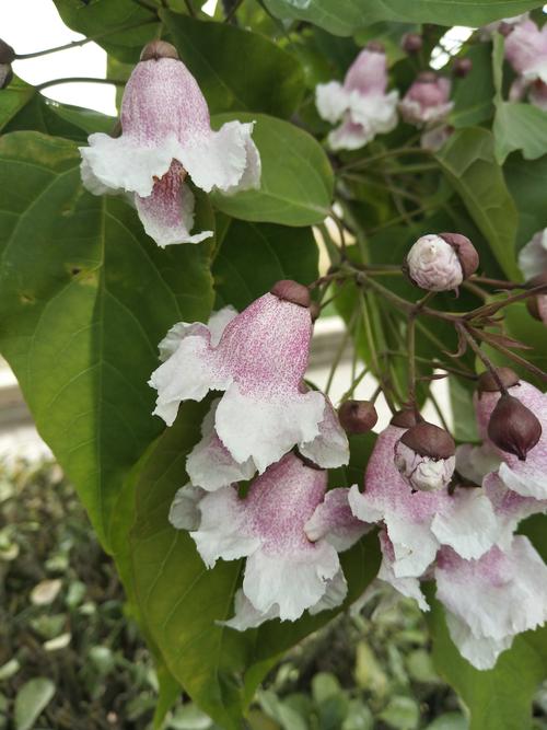 楸树花