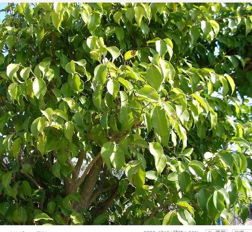 小叶榕的叶子形态是怎样的,要详细,最好有图解,谢谢