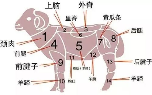 从南数到北,中国哪里的羊肉最好吃?