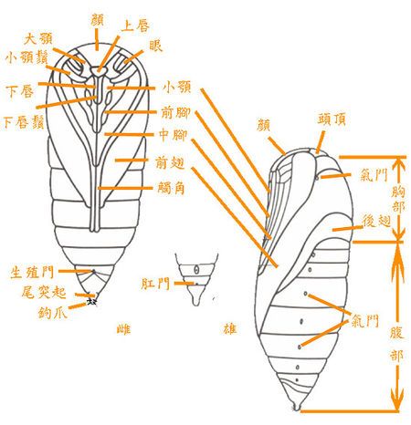 蝴蝶蛹简笔画彩色