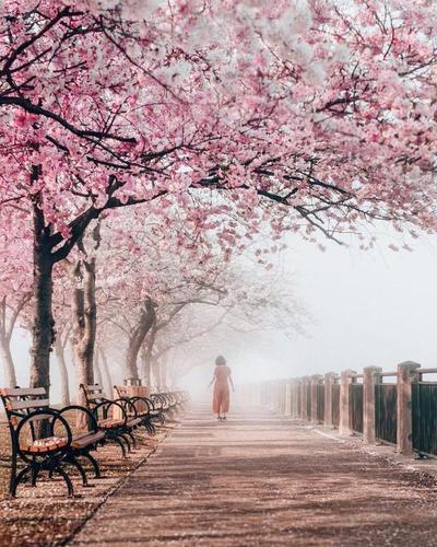 樱花樱花,我想见你~待疫情结束,明年的春天我们一起去