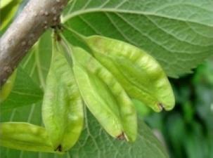 杜仲果图片没见过的快来看看呀