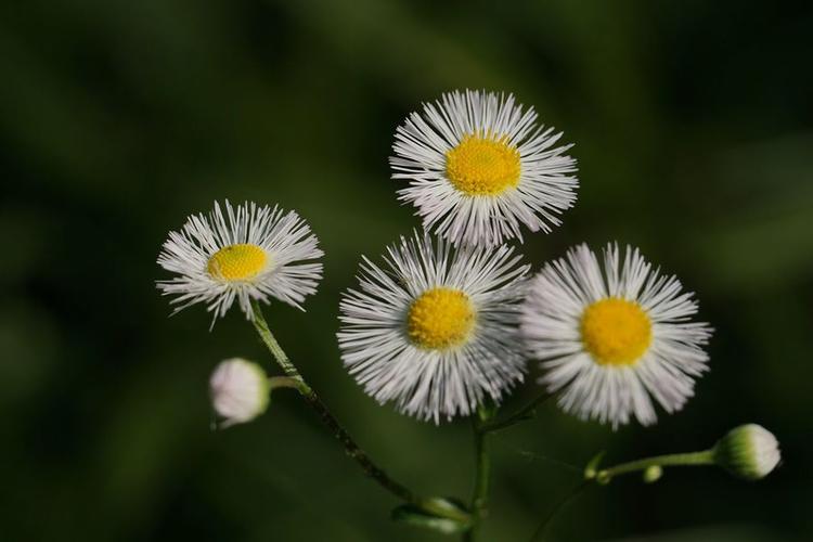 "更行更远还生"的野草花