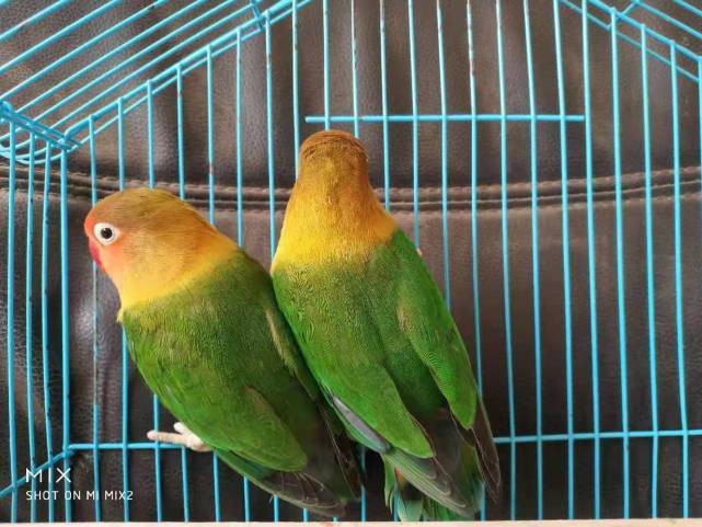 商丘鹦鹉养殖户不再"担惊受怕","两高"新规明确:一般不作为犯罪处理