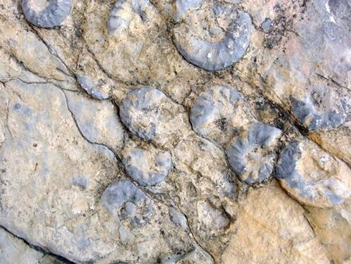 四川山区惊现稀有"海洋生物" 距今已有上亿年