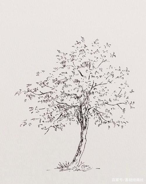 钢笔线稿——棵大树