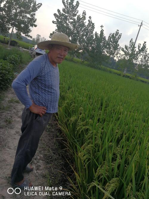 其它 稻花香里说丰年,且看旺两优958 写美篇          2018,是水稻大
